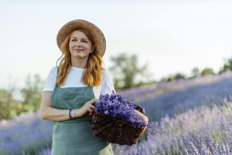Lavender