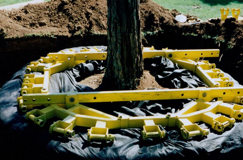 Leadership Lessons from Tree Relocation