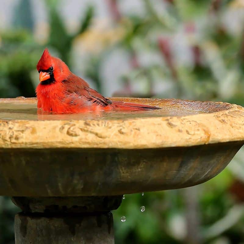 No Surrounding Cover or Shelter