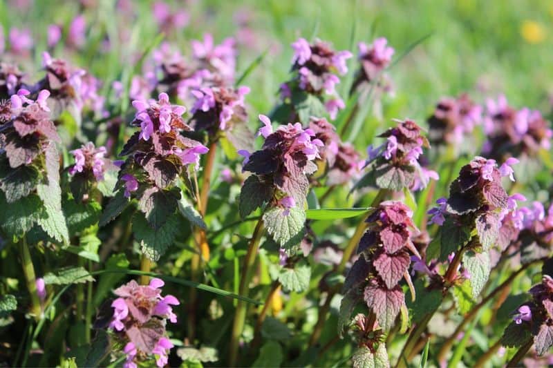 Purple Deadnettle (Lamium purpureum)