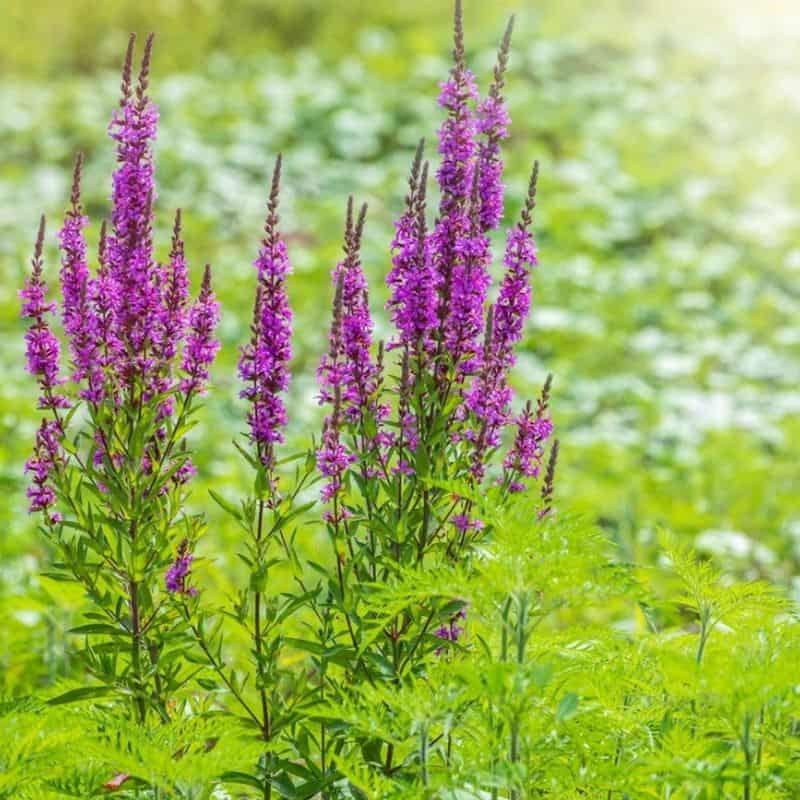 Purple Loosestrife (Lythrum salicaria)