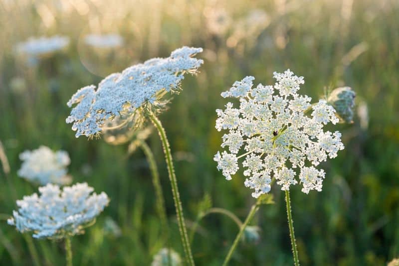 Queen Anne&rsquo;s Lace (Daucus carota)