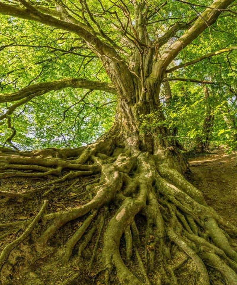 Sacred Spirits: Trees as Divine Beings