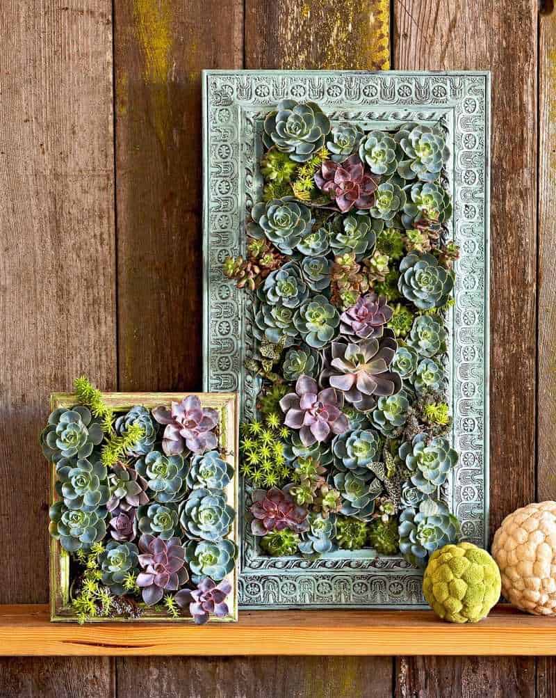 Succulent Frame Garden