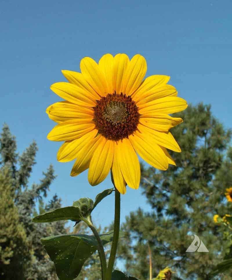Sunflowers (Helianthus annuus)