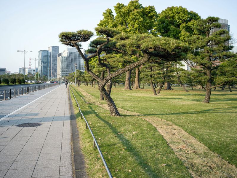 Urban Greenery: Tokyo's Tree Challenges