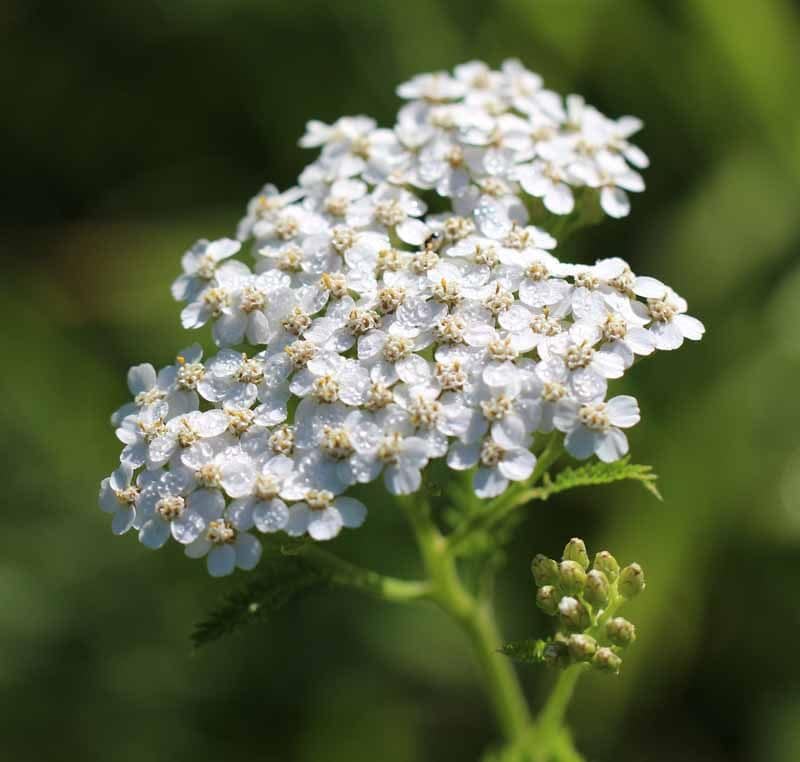 Yarrow (Achillea millefolium)