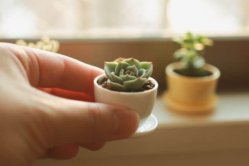 Tiny Potted Succulents